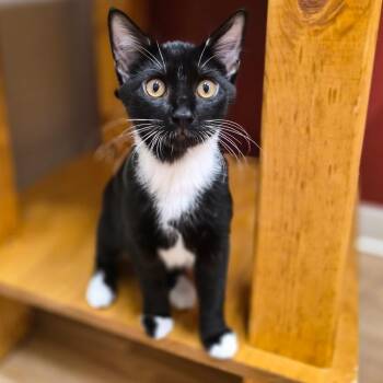 Frank -  Domestic Short Hair Cat for Adoption in Woodstock, Illinois - Frank | PetCurious