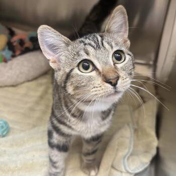 Sailor -  Domestic Short Hair Cat for Adoption in Walnut Creek, California - Sailor | PetCurious
