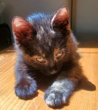 Bobbi -  Tortoiseshell Cat for Adoption in Springfield, Oregon - Bobbi | PetCurious