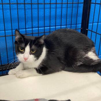 Cheesecake -  Domestic Short Hair Cat for Adoption in Montgomery, Alabama - Cheesecake | PetCurious