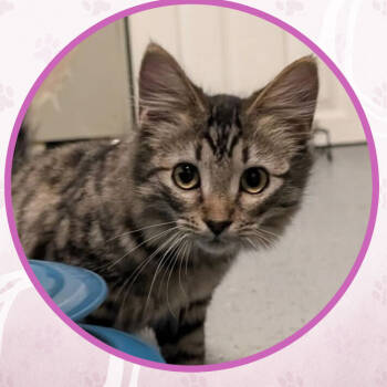 Rescue Domestic Short Hair Cats for Adoption in Toms River, New Jersey - Tapioca Pudding | PetCurious