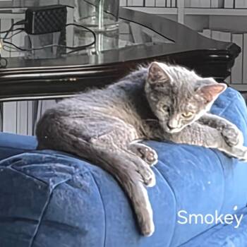 Smokey -  Domestic Short Hair Cat for Adoption in Las Vegas, Nevada - Smokey | PetCurious