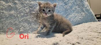 Ori -  Domestic Short Hair Cat for Adoption in Deltona, Florida - Ori | PetCurious