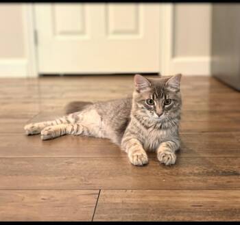 Winnie & Wilfie -  Tabby Cat for Adoption in Maryville, Tennessee - Winnie & Wilfie | PetCurious