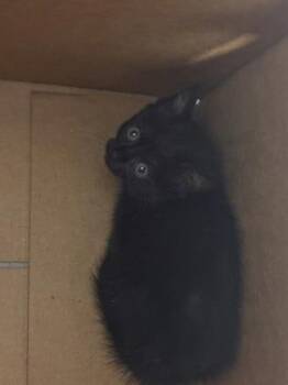 Domestic Short Hair Cats Available for Adoption in West Chester, Pennsylvania - Isa | PetCurious