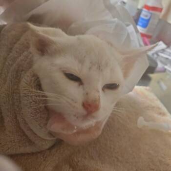 Centipede -  Domestic Short Hair Cat for Adoption in Asheville, North Carolina - Centipede | PetCurious