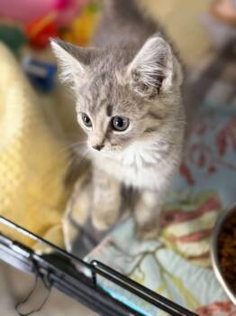 Archie and Reggie -  Domestic Short Hair Cat for Adoption in Warren, Ohio - Archie And Reggie | PetCurious