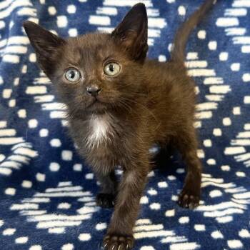 Rescue Domestic Short Hair Cats for Adoption in Mt. Juliet, Tennessee - Cello | PetCurious