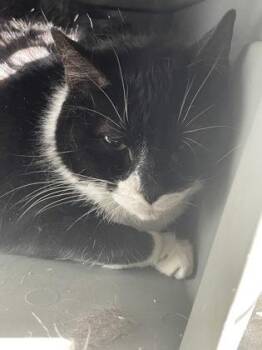 Domestic Short Hair Cats Available for Adoption in Hamilton Township, New Jersey - Abby | PetCurious