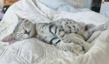 Ladybug (Bergie Baby 2) -  Domestic Short Hair Cat for Adoption in New Braunfels, Texas - Ladybug (Bergie Baby 2) | PetCurious