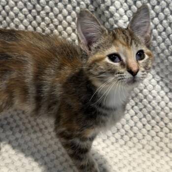 Summer -  Domestic Short Hair Cat for Adoption in Matteson, Illinois - Summer | PetCurious
