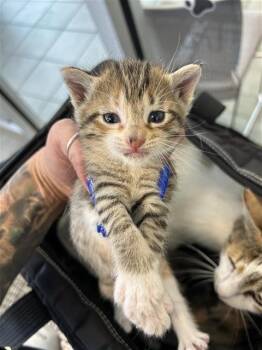 GWENDOLYN -  Domestic Short Hair Cat for Adoption in San Antonio, Texas - GWENDOLYN | PetCurious