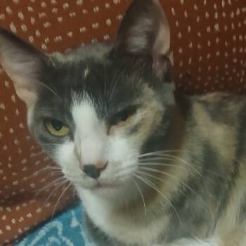 Rescue Domestic Short Hair Cats for Adoption in Oklahoma City, Oklahoma - Mitsey | PetCurious