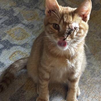 (Patch) Adam - Athens GA -  Domestic Medium Hair Cat for Adoption in Greensboro, Georgia - (Patch) Adam - Athens GA | PetCurious