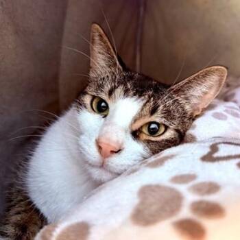 MERLIN -  Domestic Short Hair Cat for Adoption in Fernandina Beach, Florida - MERLIN | PetCurious