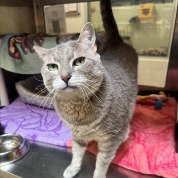 Skinny -  Domestic Short Hair Cat for Adoption in York, Pennsylvania - Skinny | PetCurious