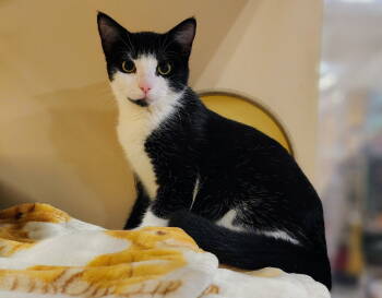 Rescue Tuxedo Cats for Adoption in Garland, Texas - Elowen | PetCurious