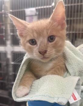 Lemon Disco -  Domestic Short Hair Cat for Adoption in Vancouver, Washington - Lemon Disco | PetCurious