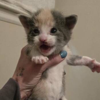 Evy -  Domestic Short Hair Cat for Adoption in Lyle, Minnesota - Evy | PetCurious