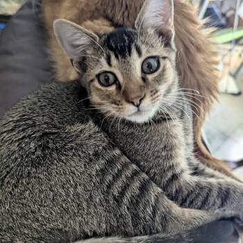 Cypress -  Domestic Short Hair Cat for Adoption in Liverpool, Texas - Cypress | PetCurious