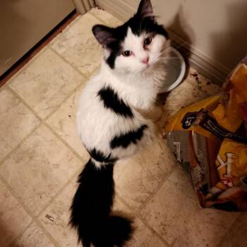 Domestic Long Hair and Domestic Short Hair Cats Available for Adoption - Mario | PetCurious