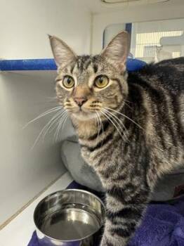 Elda -  Domestic Short Hair Cat for Adoption in Vero Beach, Florida - Elda | PetCurious