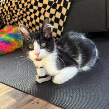 Rescue Domestic Medium Hair Cats for Adoption in Santa Rosa, California - Pooka | PetCurious