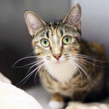 Betsy -  Domestic Short Hair Cat Available for Adoption in Atlanta, Georgia - Betsy | PetCurious