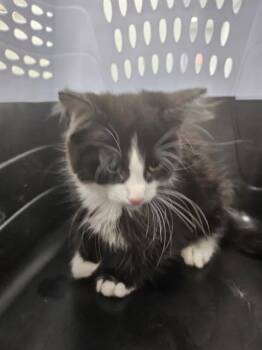 A137849 -  Domestic Medium Hair Cat for Adoption in Palmetto, Florida - A137849 | PetCurious