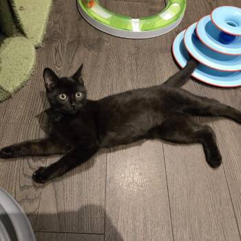 Petro -  Domestic Short Hair Cat for Adoption in Puslinch, Ontario - Petro | PetCurious