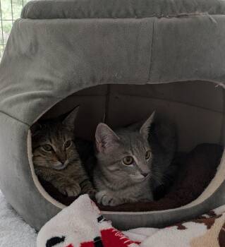 Ophelia and Demetrius -  Domestic Short Hair Cat for Adoption in Melbourne, Florida - Ophelia And Demetrius | PetCurious
