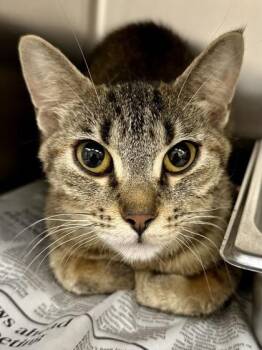 Shima -  Domestic Short Hair Cat for Adoption in Wichita, Kansas - Shima | PetCurious