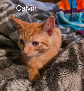 Calvin -  Tabby Cat for Adoption in Wyandotte, Michigan - Calvin | PetCurious