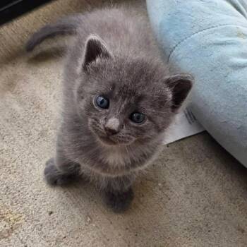 Domestic Short Hair Cats Available for Adoption in La Grange, Kentucky - Luigi | PetCurious