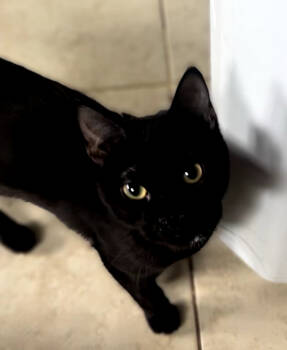 Rescue Domestic Short Hair Cats for Adoption in Phoenix, Arizona - Azar | PetCurious