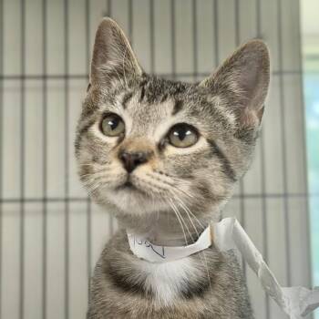 Daphne -  Domestic Short Hair Cat for Adoption in Birmingham, Alabama - Daphne | PetCurious