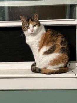 Luna -  Calico Cat for Adoption in Morganton, North Carolina - Luna | PetCurious