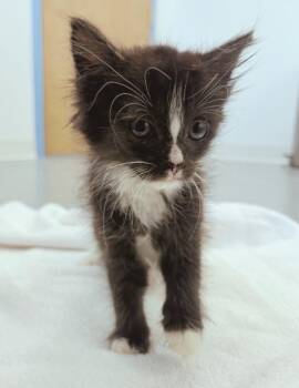 Ginger -  Domestic Medium Hair Cat for Adoption in Hartsville, South Carolina - Ginger | PetCurious