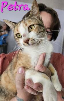 Rescue Domestic Short Hair Cats for Adoption in Willcox, Arizona - Petra | PetCurious