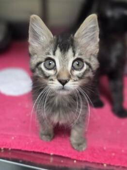 Minnow -  Domestic Medium Hair and Domestic Short Hair Cat for Adoption in Westland, Michigan - Minnow | PetCurious