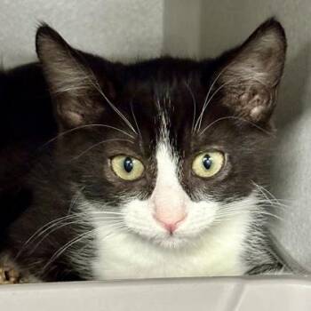 Denise -  Domestic Short Hair and Siamese Cat for Adoption in Sacramento, California - Denise | PetCurious