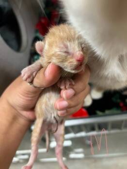 Rescue Domestic Short Hair Cats for Adoption in Fort Worth, Texas - Tigger | PetCurious