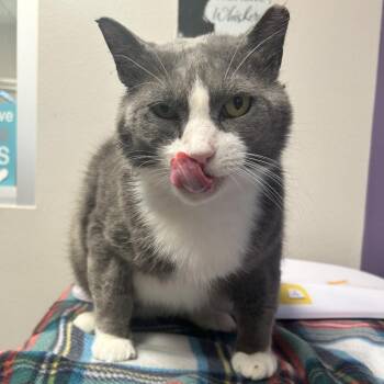 Buster -  Domestic Short Hair and American Shorthair Cat for Adoption in Englewood, Florida - Buster | PetCurious