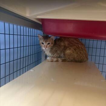 Domestic Short Hair Cats Available for Adoption in Tipton, Iowa - Kiara | PetCurious