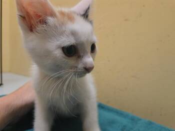 BRULE -  Domestic Short Hair Cat for Adoption in Tustin, California - BRULE | PetCurious
