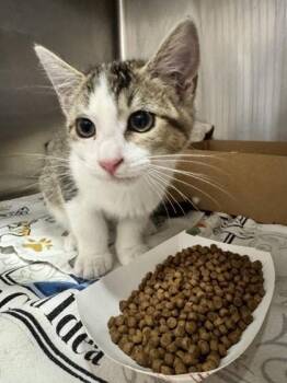 Sir Pouncealot -  Domestic Short Hair Cat for Adoption in Roseville, California - Sir Pouncealot | PetCurious