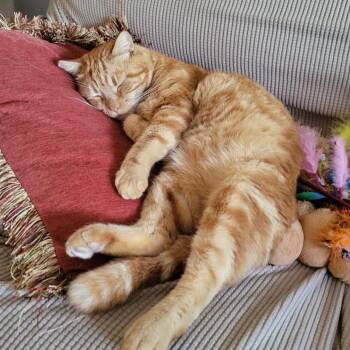 Domestic Short Hair Cats Available for Adoption - Garfield | PetCurious