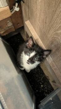 June -  Domestic Short Hair Cat for Adoption - June | PetCurious