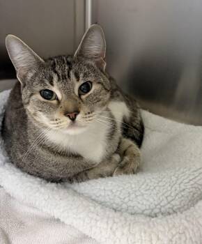 American Shorthair Cats Available for Adoption in Scituate, Massachusetts - Mandy | PetCurious