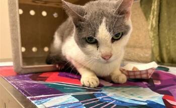 Domestic Short Hair Cats Available for Adoption in Riverside, California - A1912795 | PetCurious